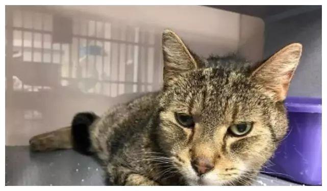 猫咪一年后还记得主人吗,猫咪还能记得原来的主人吗