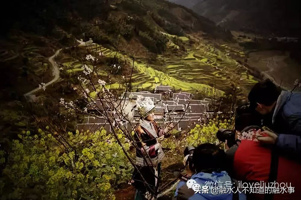 融水千亩桃花竞相盛开,融水2020桃花赏花时间表