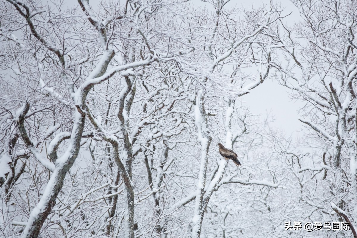 观鸟大年,观鸟大年免费