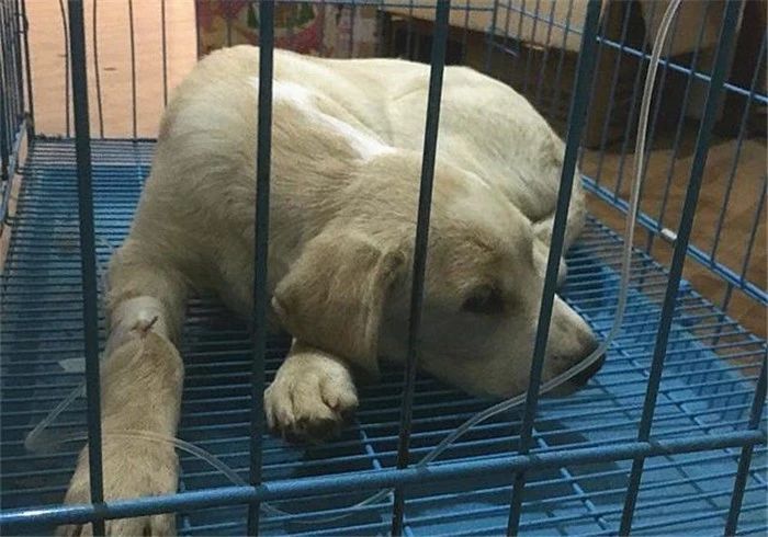 辟谣，铲屎官护手霜却是狗狗“毒药”？请避免爱犬接触木糖醇制品