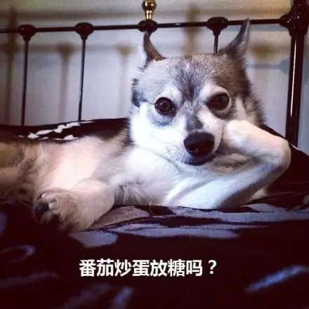 舔狗日常论一个舔狗可以有多舔,舔狗就是舔狗哪来那么多问题