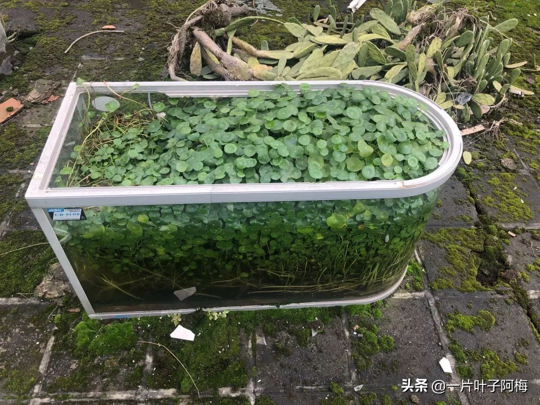 鱼缸不一定只能养鱼，养不活的花丢鱼缸里，沾水立马就疯长
