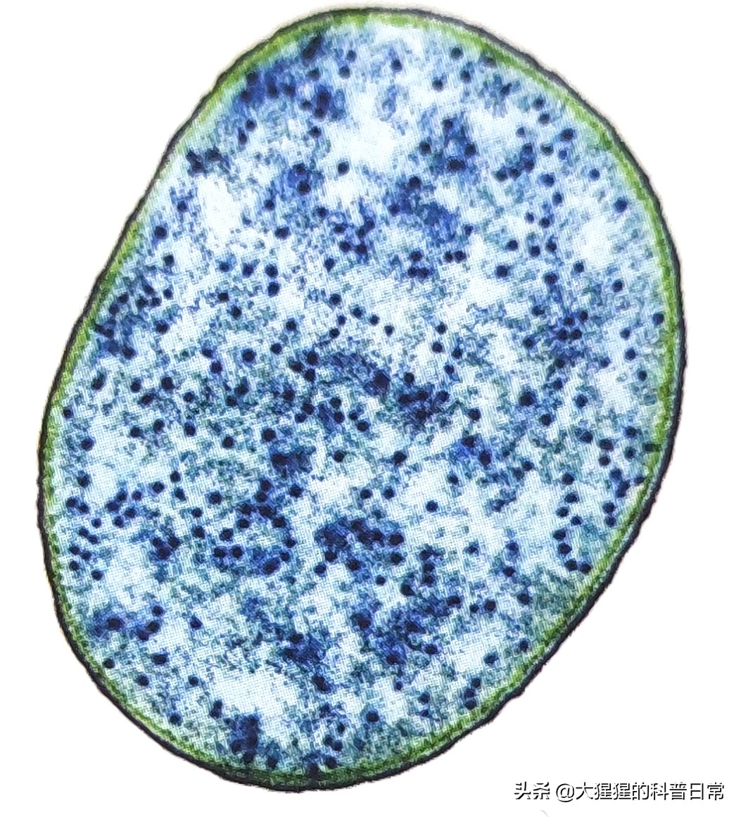 微生物原核生物,微生物照片原核生物