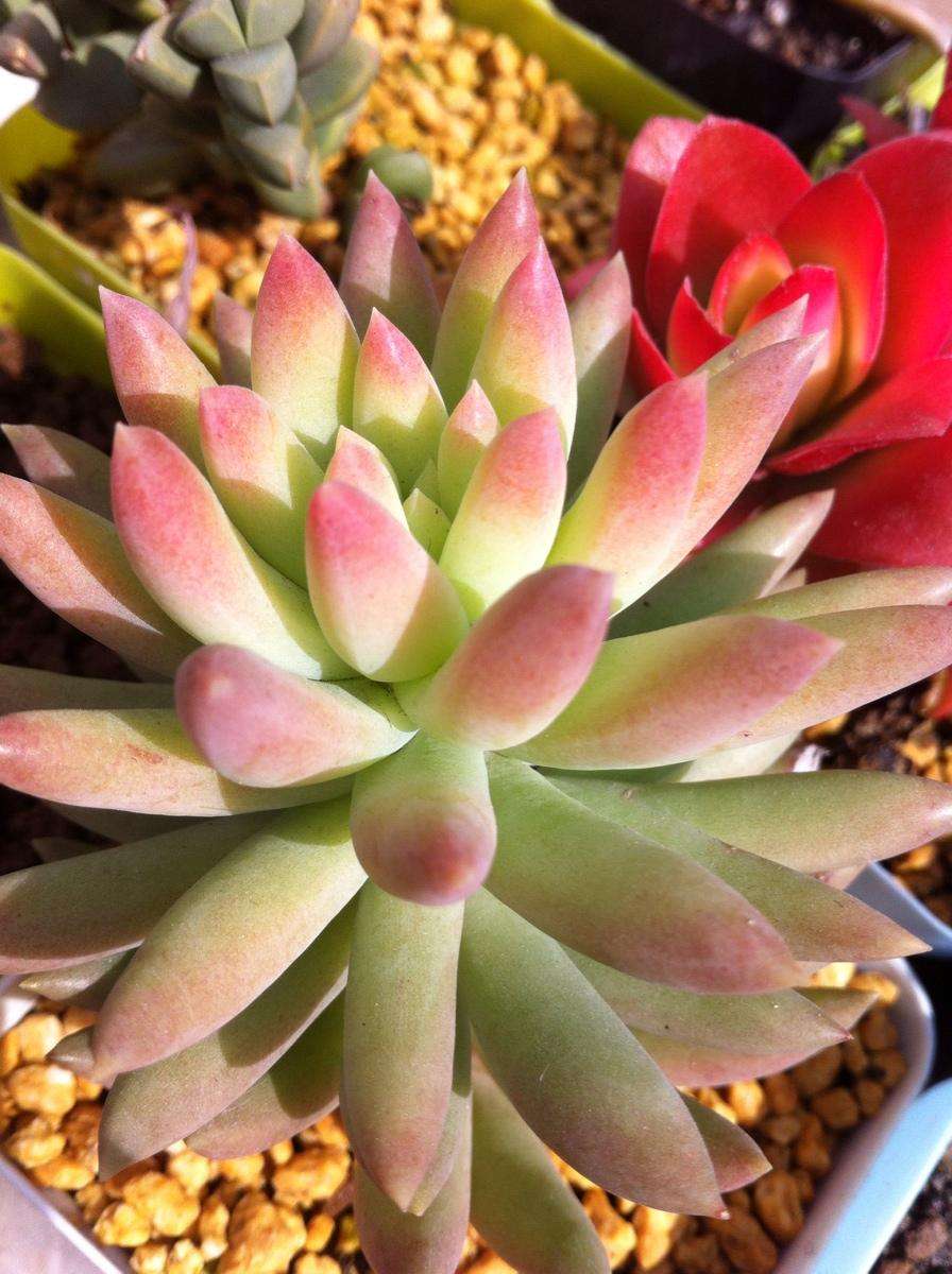 1000种多肉植物图鉴大全大图,景天科1000种多肉植物图鉴