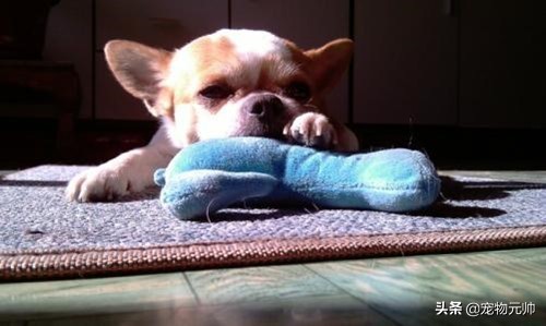 小狗腹泻能喝葡萄糖么,小狗腹泻需要输什么液体