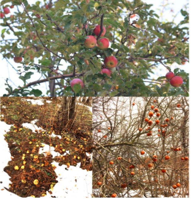 为了不让你吐籽,水果有多努力?