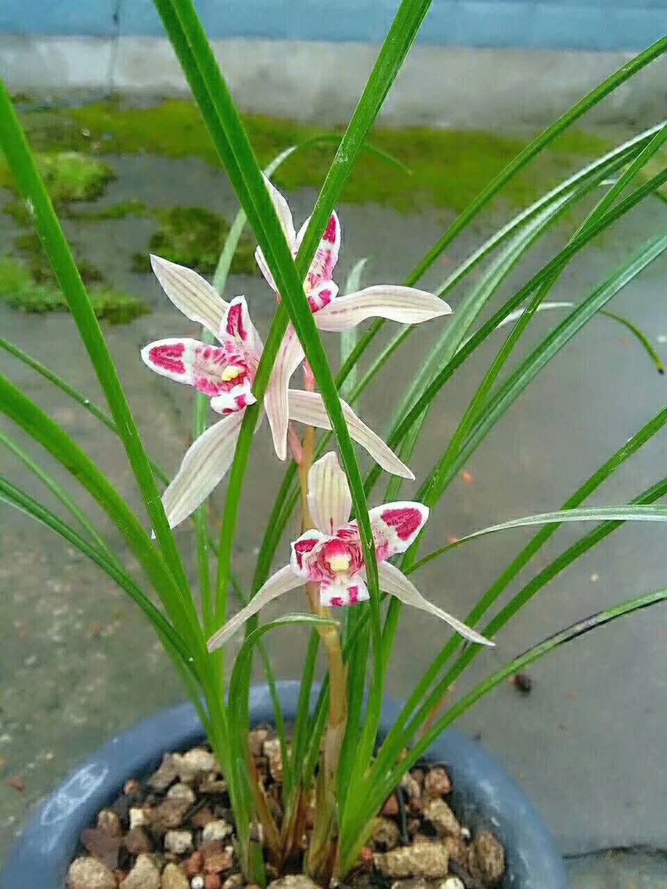 他是川兰界令人尊敬的老前辈，曾靠一颗艺草陆陆续续获利千万余元