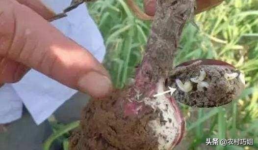 大蒜黄尖打什么药,大蒜黄尖打什么药好