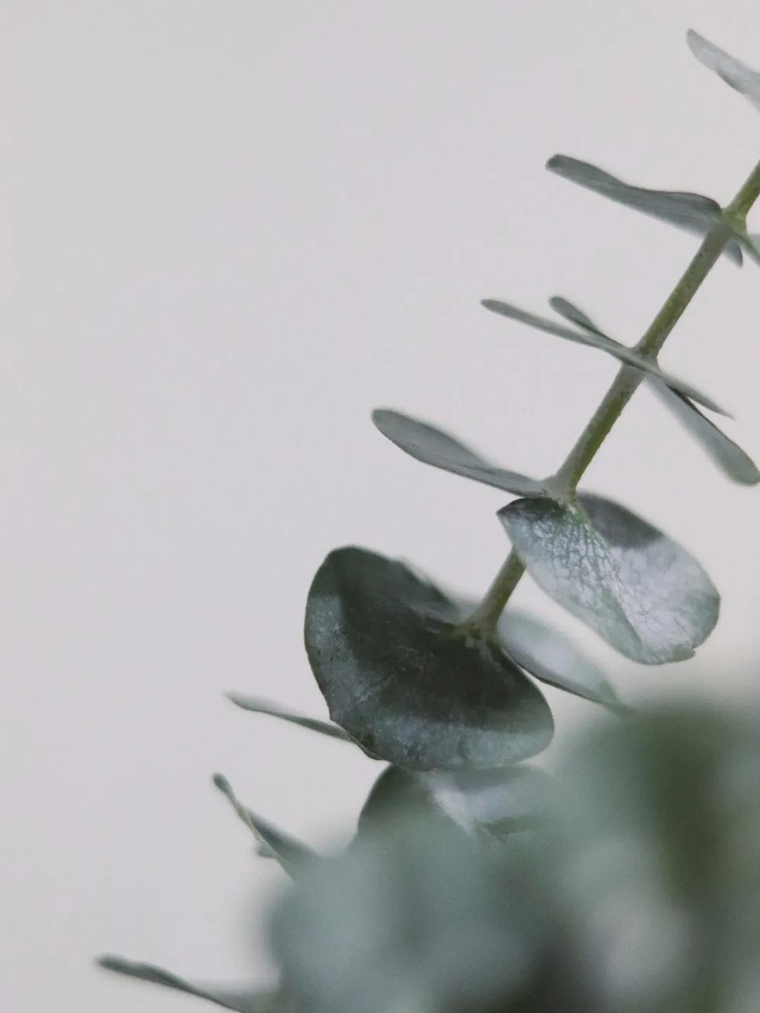 尤加利庭院,冷郁气质怎么形容