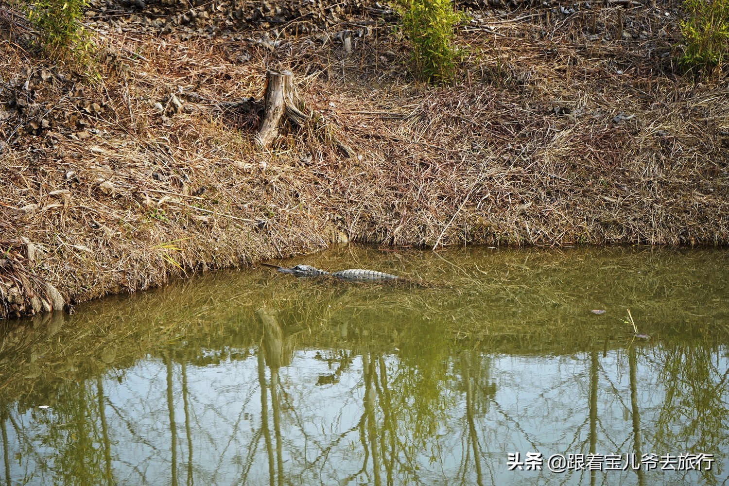 南京燕雀湖水杉林,南京秋天水杉林
