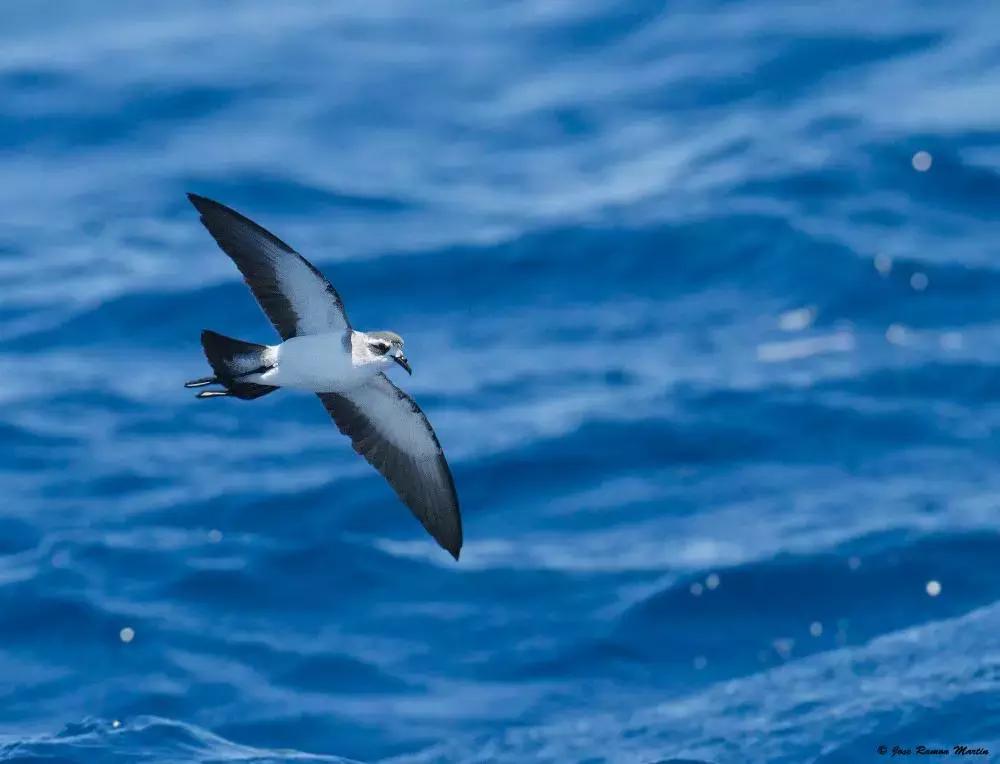 像黑色的闪电高傲地飞翔,像黑色的闪电