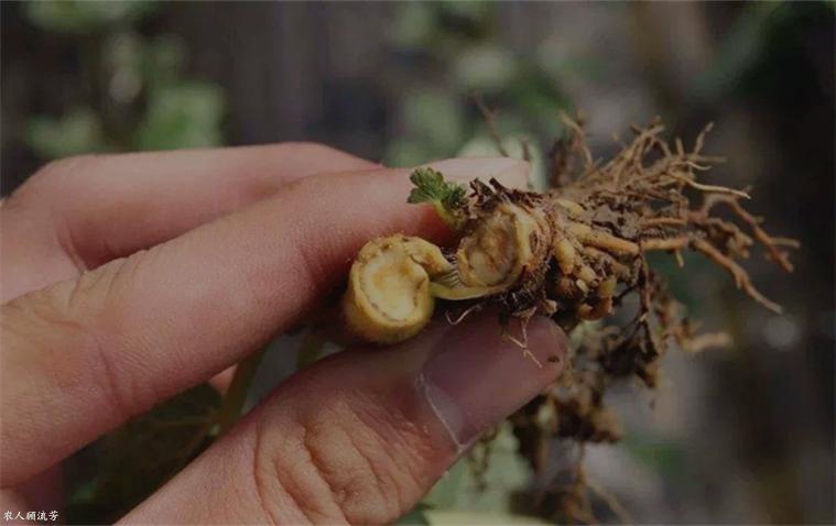 草莓匍匐茎坏死是什么病,草莓炭疽病根腐病怎么治