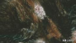 铲屎官得了猫癣怎么处理,铲屎官必知猫咪急救办法