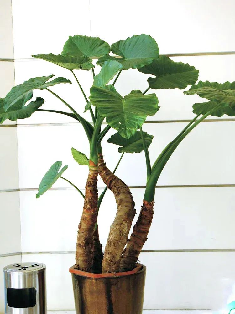 滴水观音是不是有毒的植物,滴水观音有毒为啥还有人养