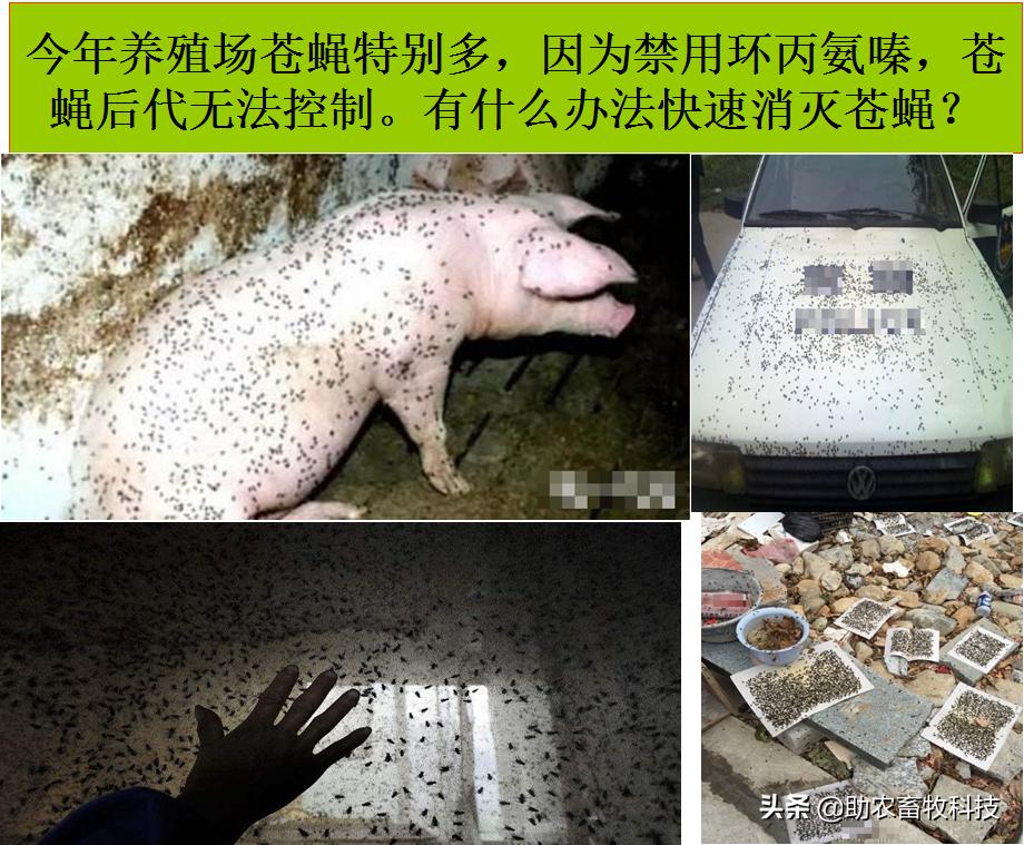 养殖场苍蝇多用什么方法消灭,怎么有效的治理养殖场的苍蝇