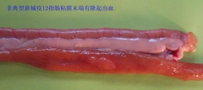 家禽常见疾病及检测方法书籍,家禽疾病如何检测