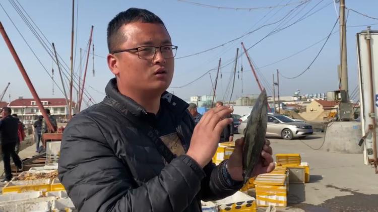 一口吞万斤,海星“天敌”来了!外地收购商跨省来青追“星”,海星捕捞量明显减少