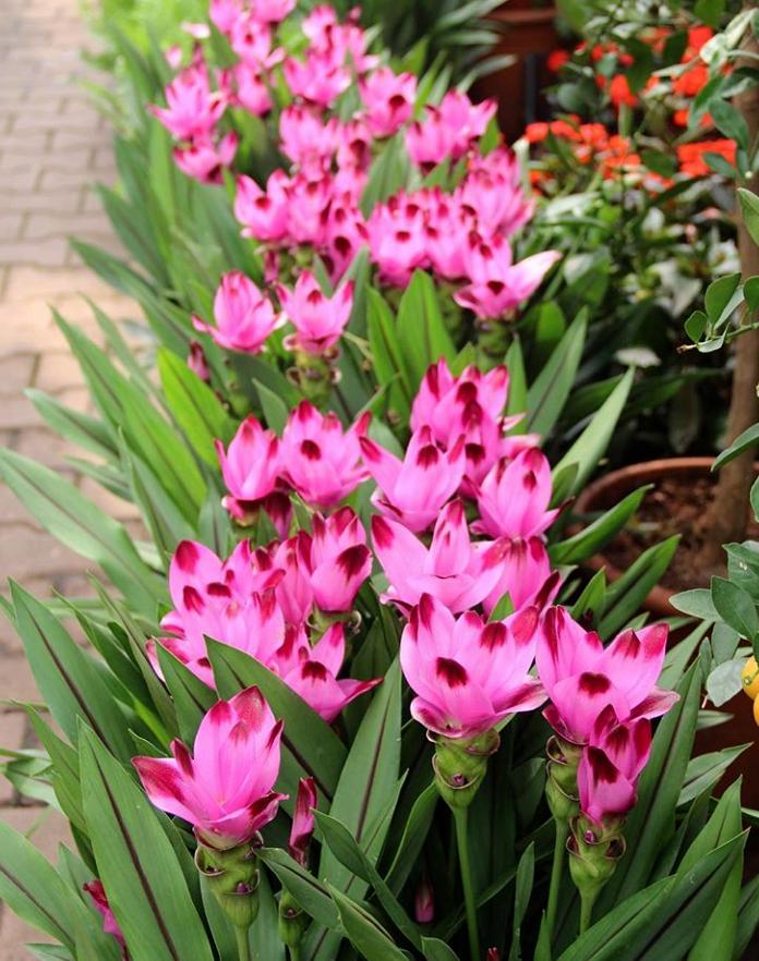 家里养姜荷花有什么禁忌,姜荷花盆栽的花期多久