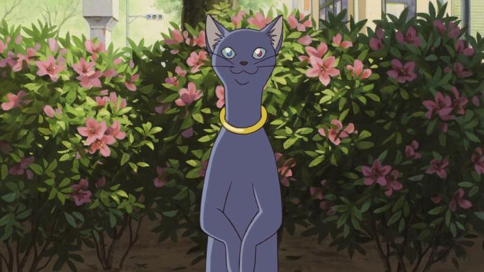 猫的报恩在哪里才看得到,猫的报恩行为