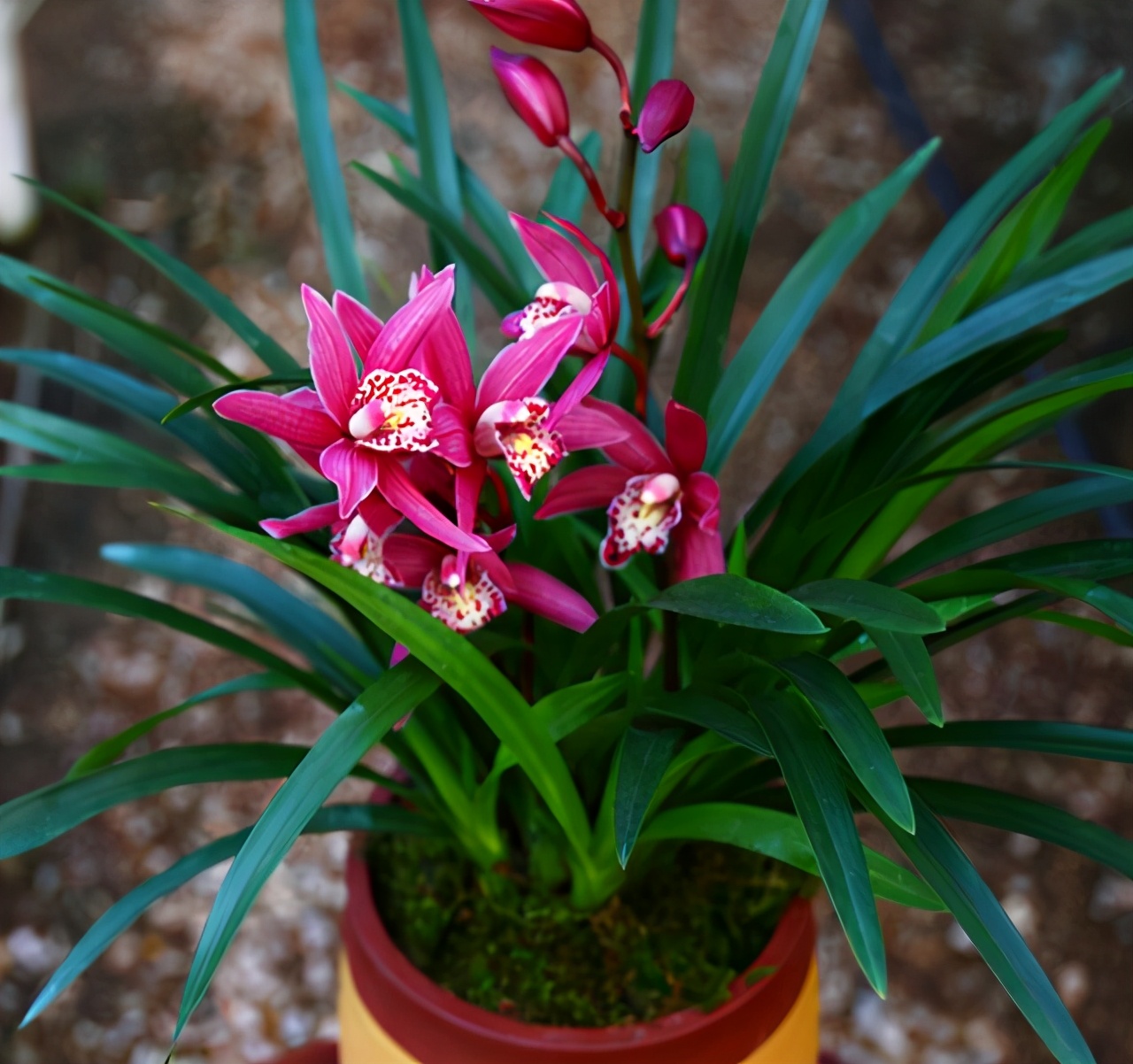 建兰红贵妃兰花是什么品种,建兰五个必养品种大全