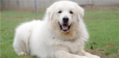 狗狗品种大全及介绍了解一下,狗狗品种怎么挑选最好看