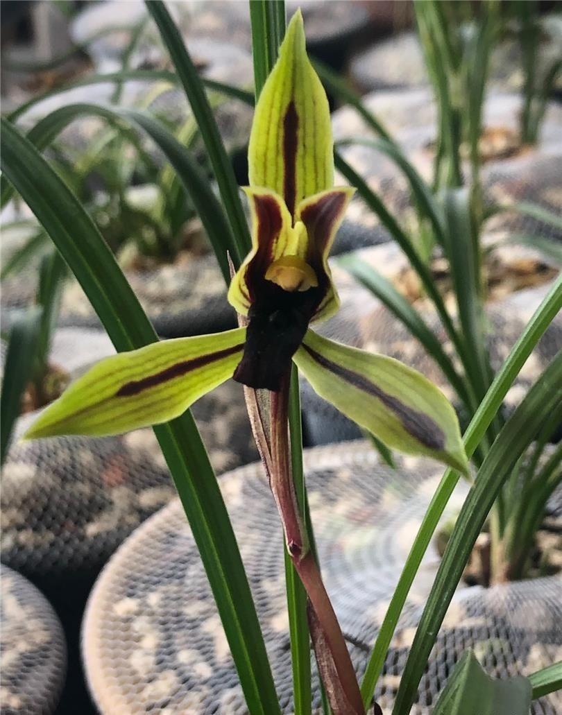 四川与贵州交界处出产的一颗春兰黑花，堪称大自然的经典之作