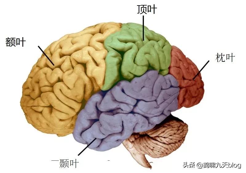 人类大脑如何超越人工智能,人类的出路在于将自身升级为神