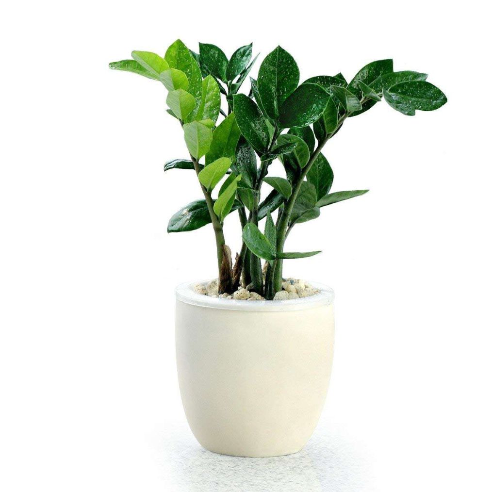 金钱树新枝叶片发黄,金钱树叶子发黄没有光泽怎么办