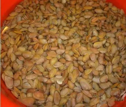 开海什么海鲜最好,开海季肥美海鲜