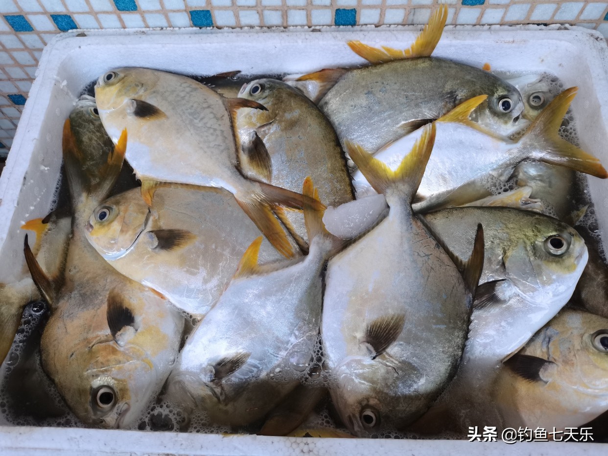 出海钓鱼一年赚百万,出海钓鱼真实收入