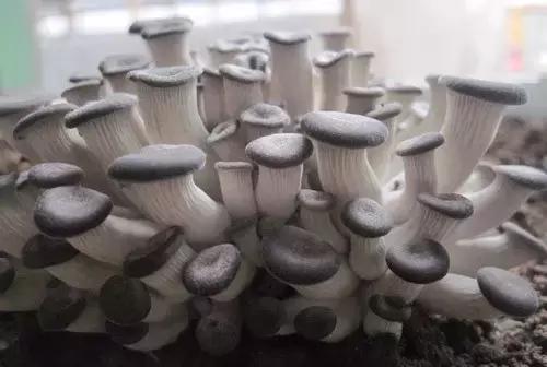 教你种蘑菇视频,在家种蘑菇的小方法