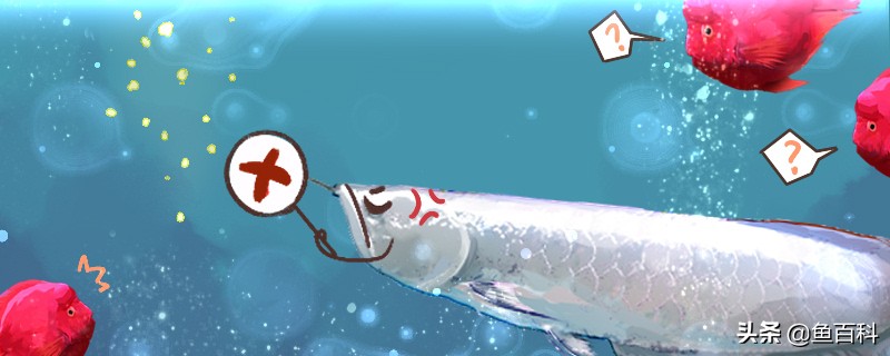 很严重的水霉病孔雀石绿能治疗吗,水霉病鱼用孔雀石绿