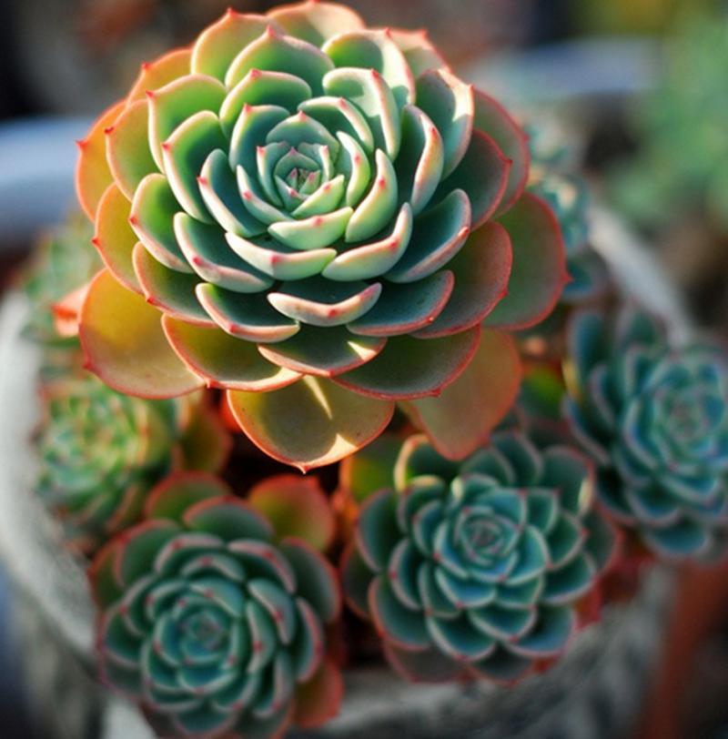 多肉早安图片大全,多肉大全100图