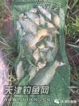 轻口鲫鱼漂如何调漂,黑坑滑口轻口鲫鱼调漂