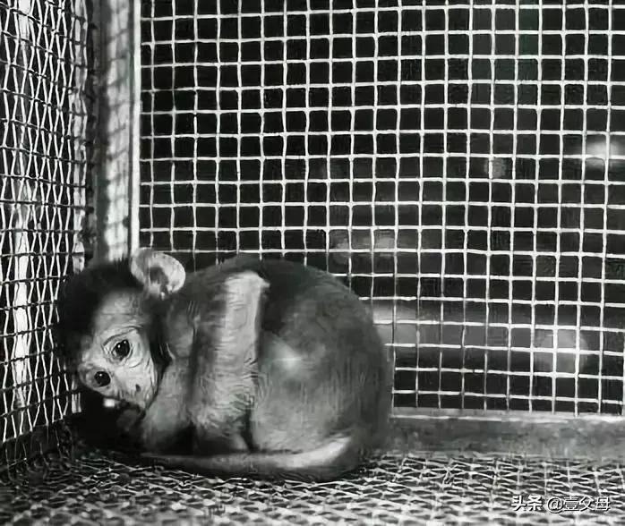 母亲心理学上的意义,妈妈必须知道的心理学实验