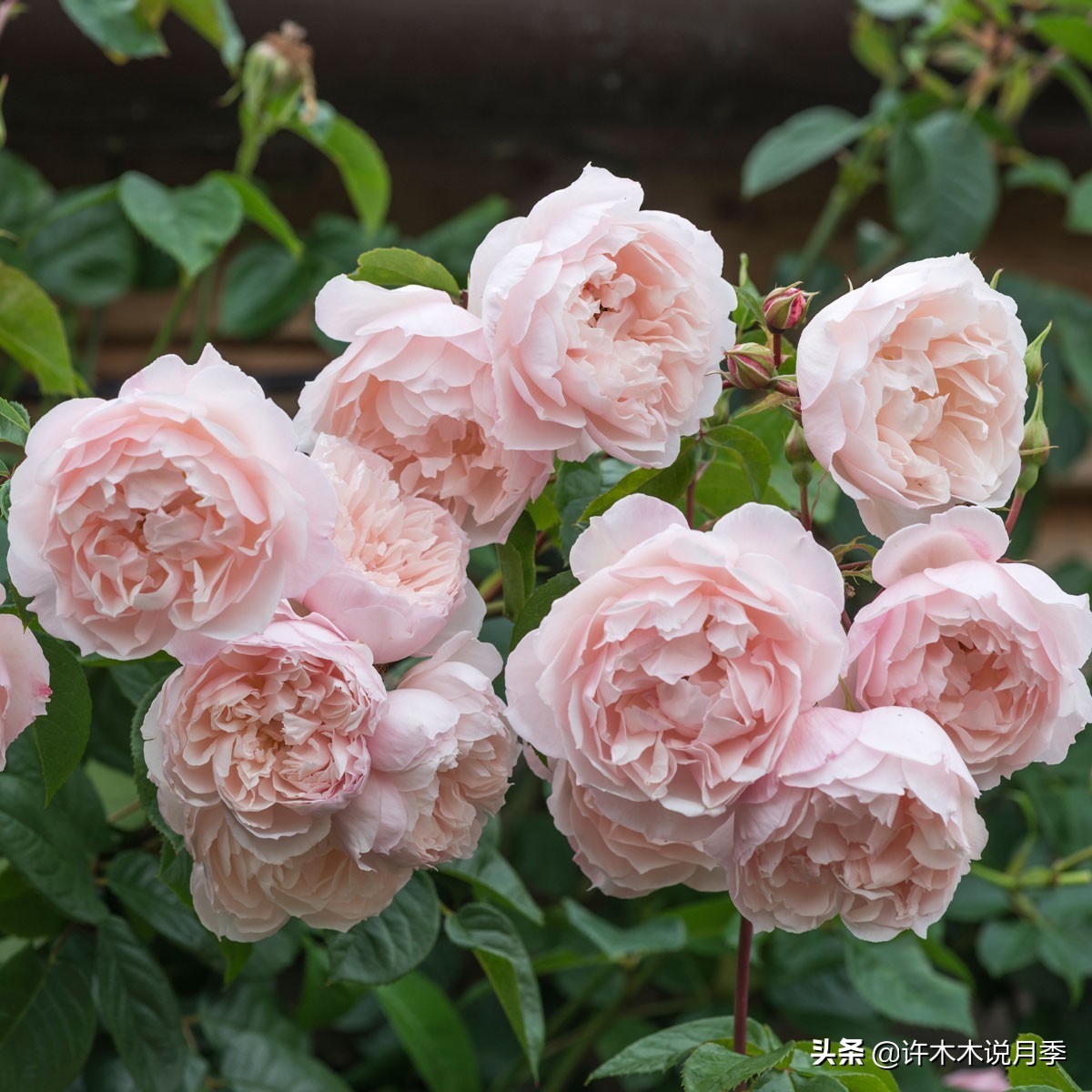 月季常见4种病,月季黑杆病怎么处理