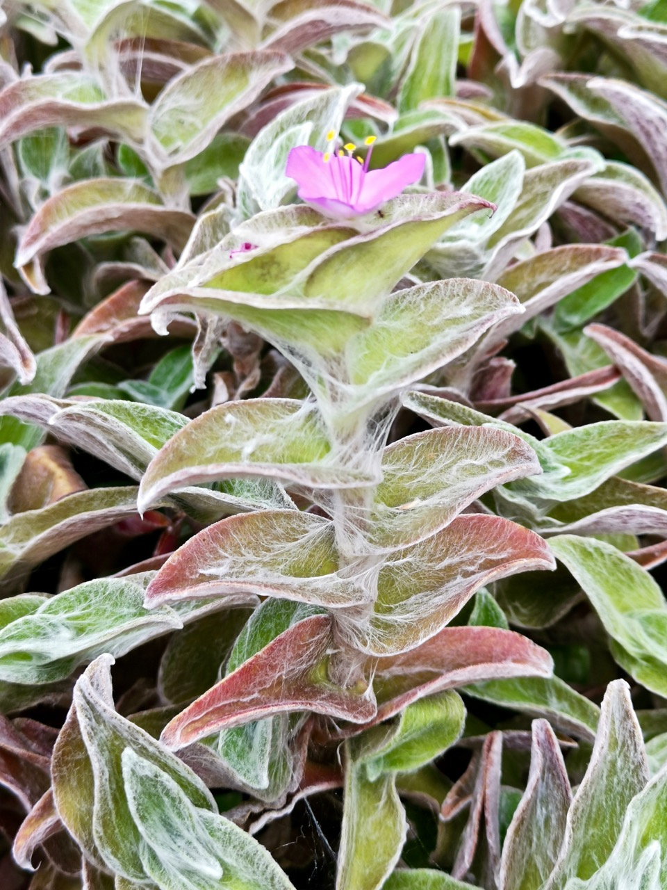 树形多肉仙人掌开花图片,仙人掌多肉植物品种大全图片