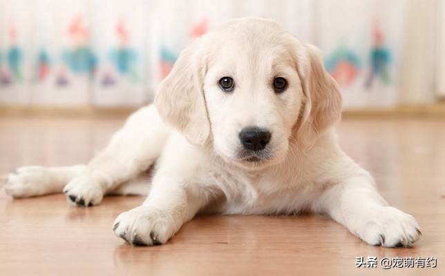 炎热的夏季如何防止狗狗中暑,拉布拉多狗狗多高的温度会中暑