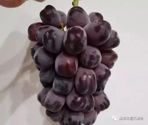 目前最好的葡萄新品种,未来取代阳光玫瑰的葡萄品种