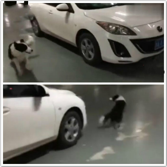 狗狗四个腿各跑各的,外国的狗狗品种