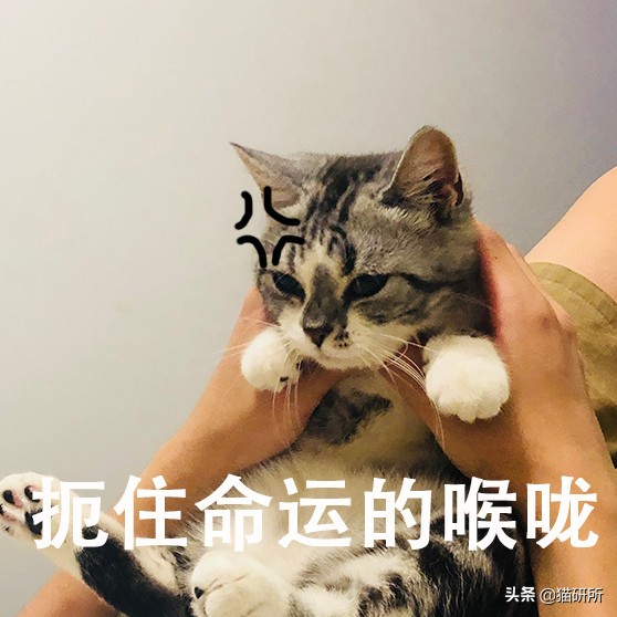 喂药时怎么让猫咪不乱动,喂药给猫方法