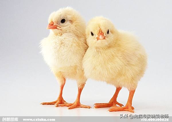 鸡生病了为什么治不好,鸡生病治好后又不吃食