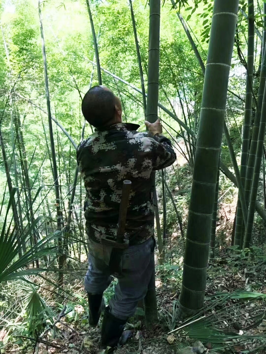 润之竹竹筒酒正宗竹叶青,竹叶青酒竹筒酒怎么制作的