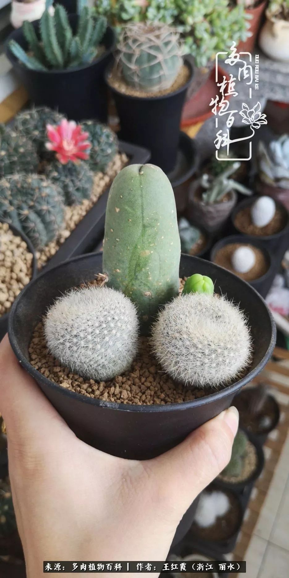 仙人球露养条件,仙人球春天露养条件