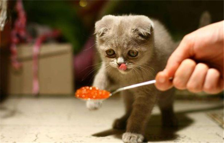 猫咪为什么会出现厌食症,猫咪为什么会腹泻乱拉