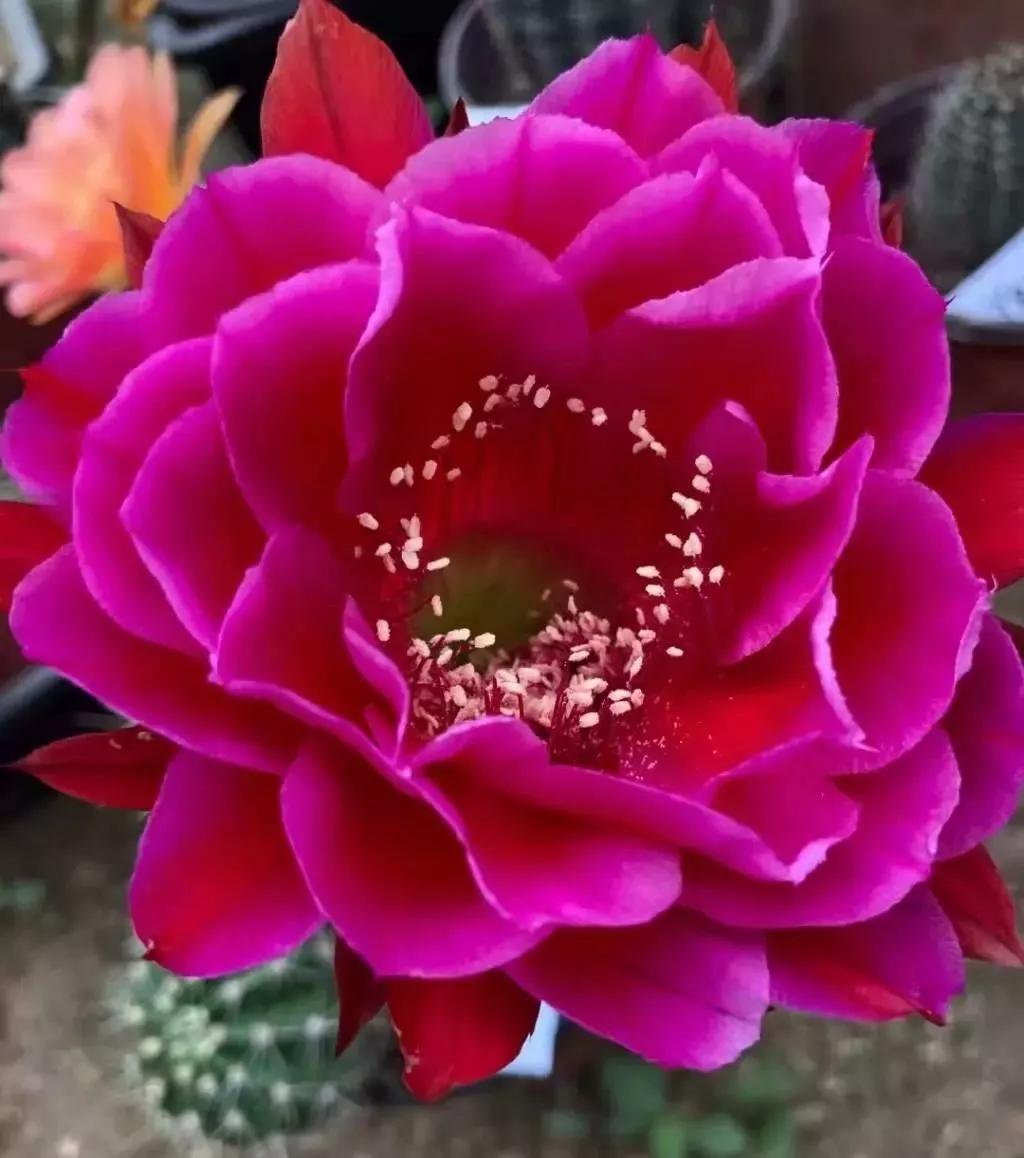 100种仙人球花图片,100种仙人球的品种视频