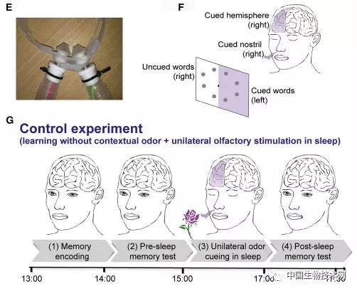 什么花香能够增加记忆力,玫瑰花香有助于记忆力吗