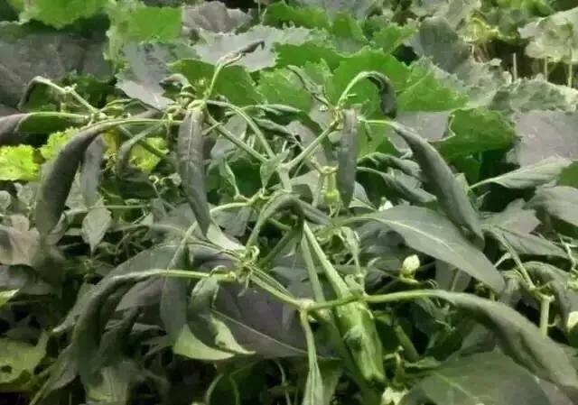 为什么种的辣椒越来越蔫,辣椒种植管理技术辣椒卷叶