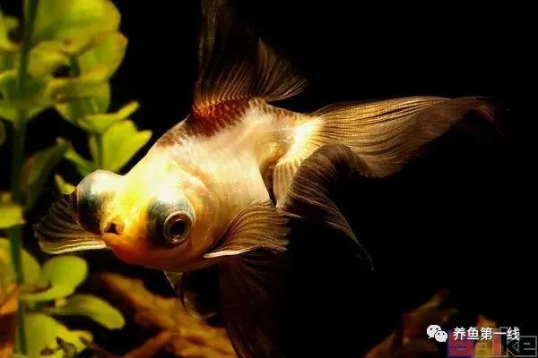 金鱼常见的品种可以分成哪五大类,金鱼品种大全及图释