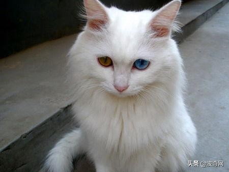 猫猫应激了过后有什么反应,猫猫看到新猫后的应激反应